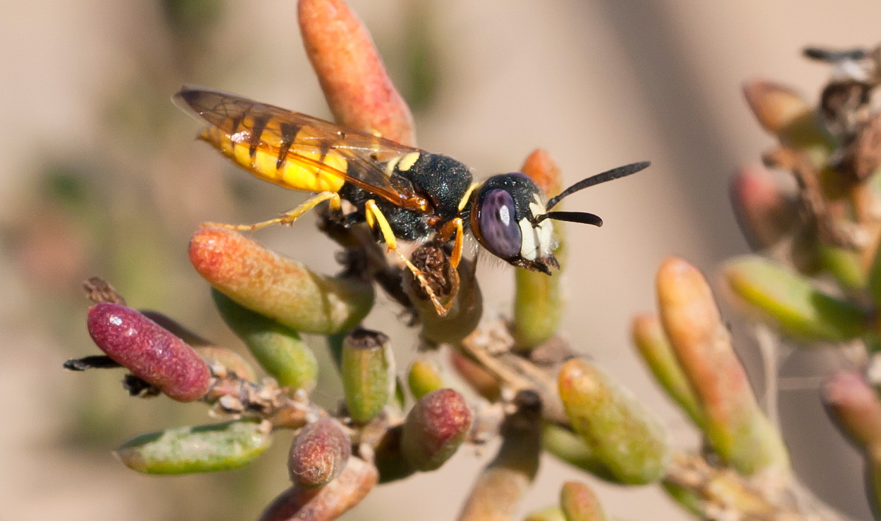 Taszczyn pszczeli, przedstawiciel grzebaczy. Skrzydła grzebaczy są złożone płasko na grzbiecie, podobnie jak u pszczół.