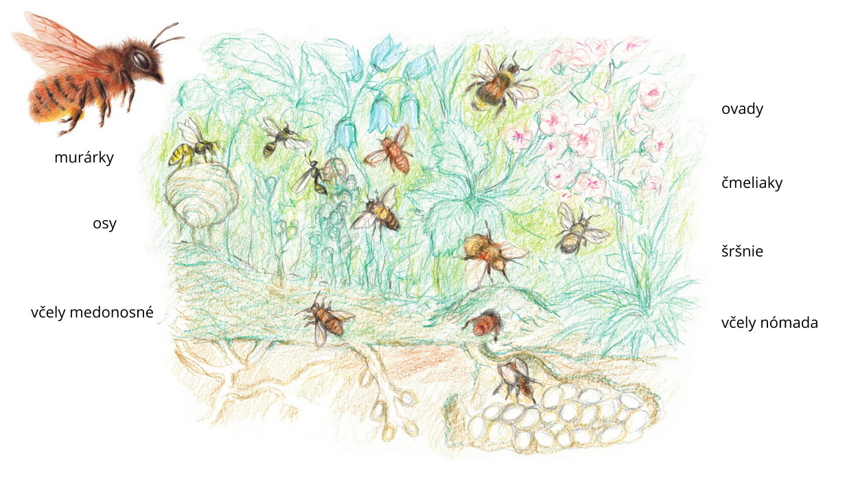 Ako rozlíšiť včelu od iného hmyzu?