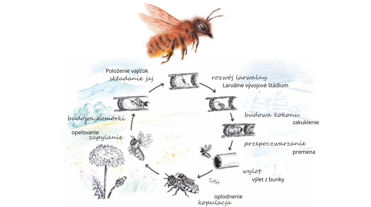 Rok v živote včely