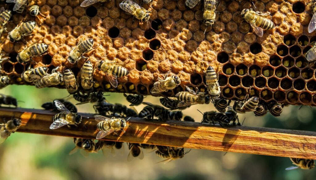 apiary bees insects macro 1867537