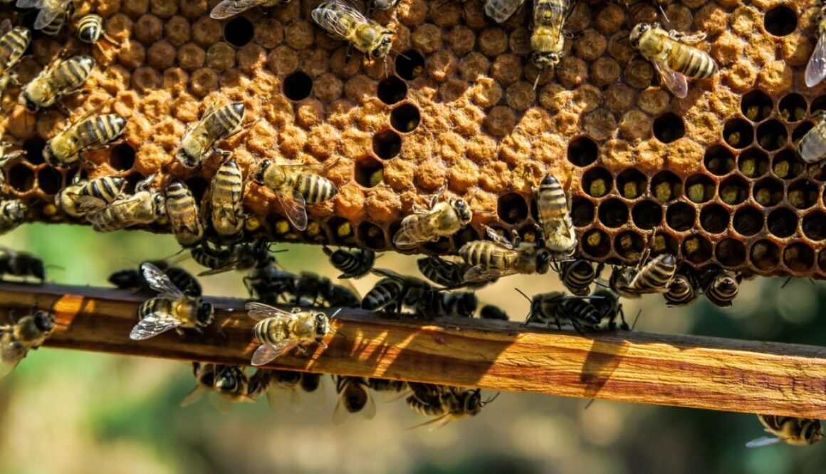 apiary bees insects macro 1867537