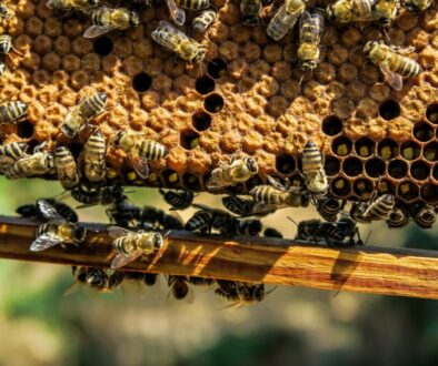 apiary bees insects macro 1867537