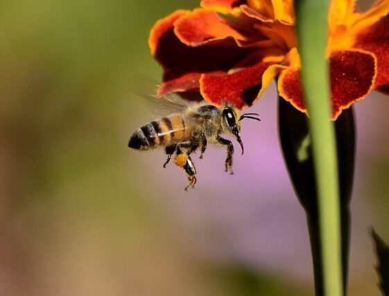 bee sting honey bee wings honey 259983 bee sting honey bee wings honey 259983