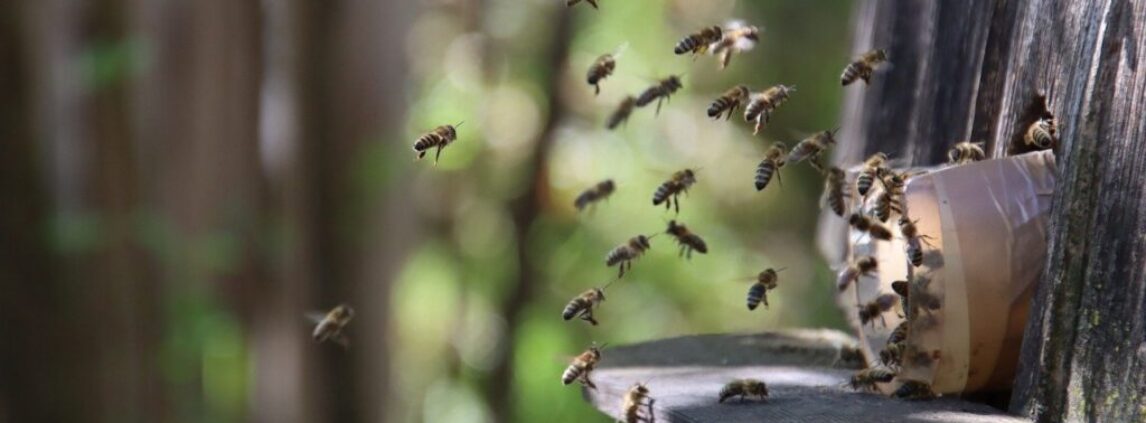 bees beehive flight insects 7967049 bees beehive flight insects 7967049
