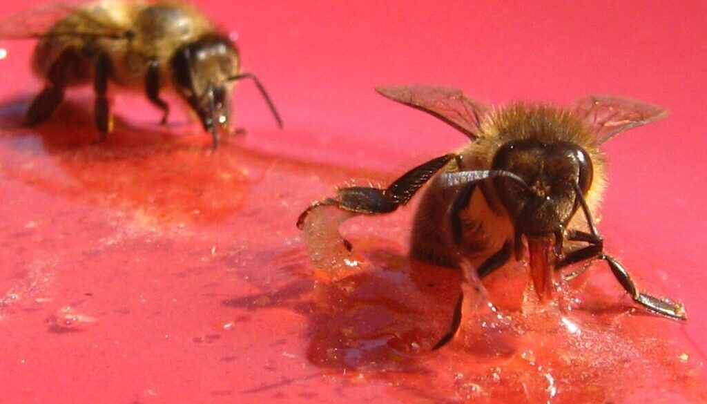 bees honey apis mellifera honey bee 735339