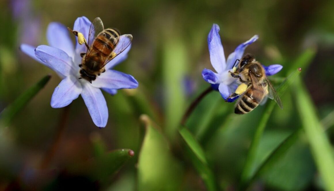 bees honey bees pollinate 7873791