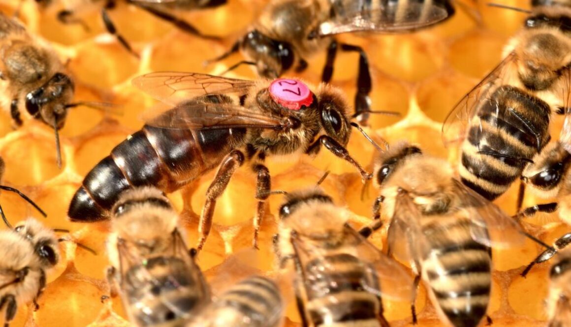 bees queen beekeeping insect wings 5480566