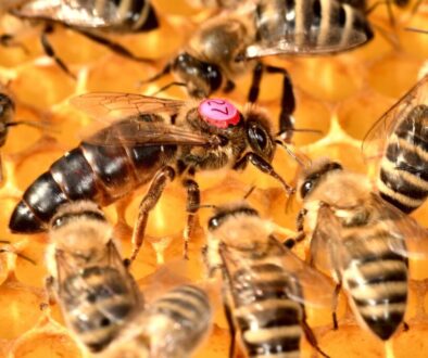 bees queen beekeeping insect wings 5480566