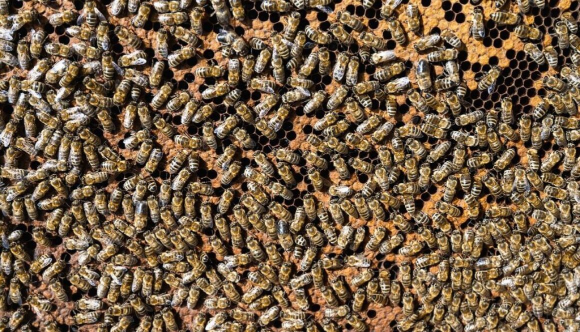 european honey bees bees insects 8072075