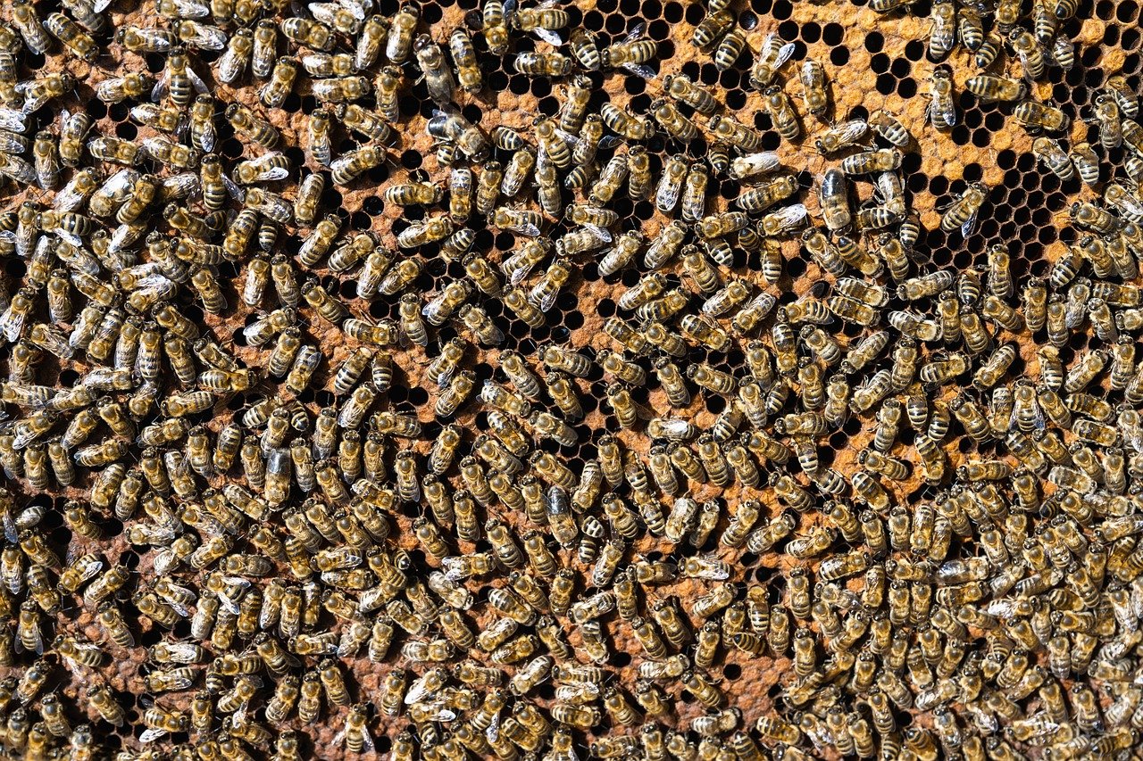 european honey bees bees insects 8072075