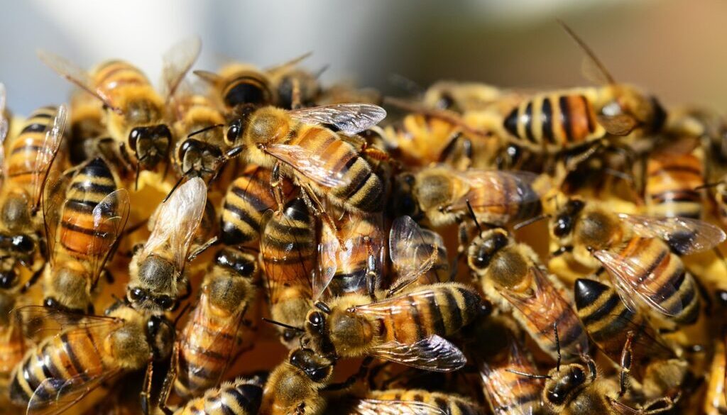 honey bees beehive honey bees 326334