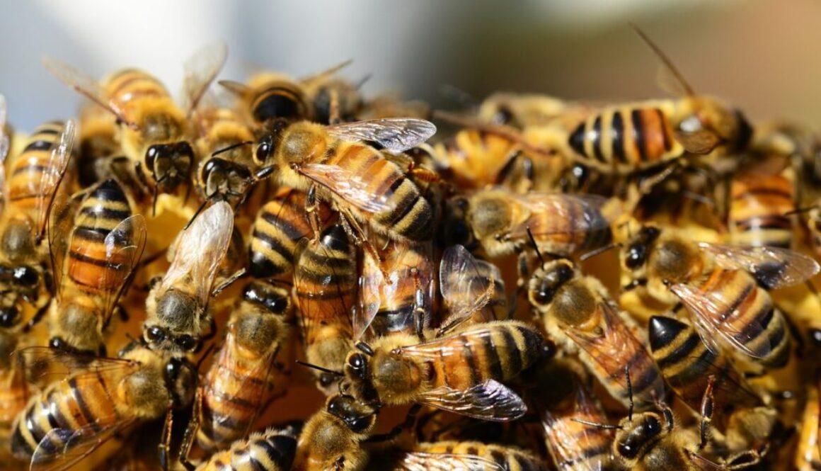 honey bees beehive honey bees 326334