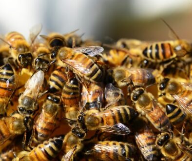honey bees beehive honey bees 326334