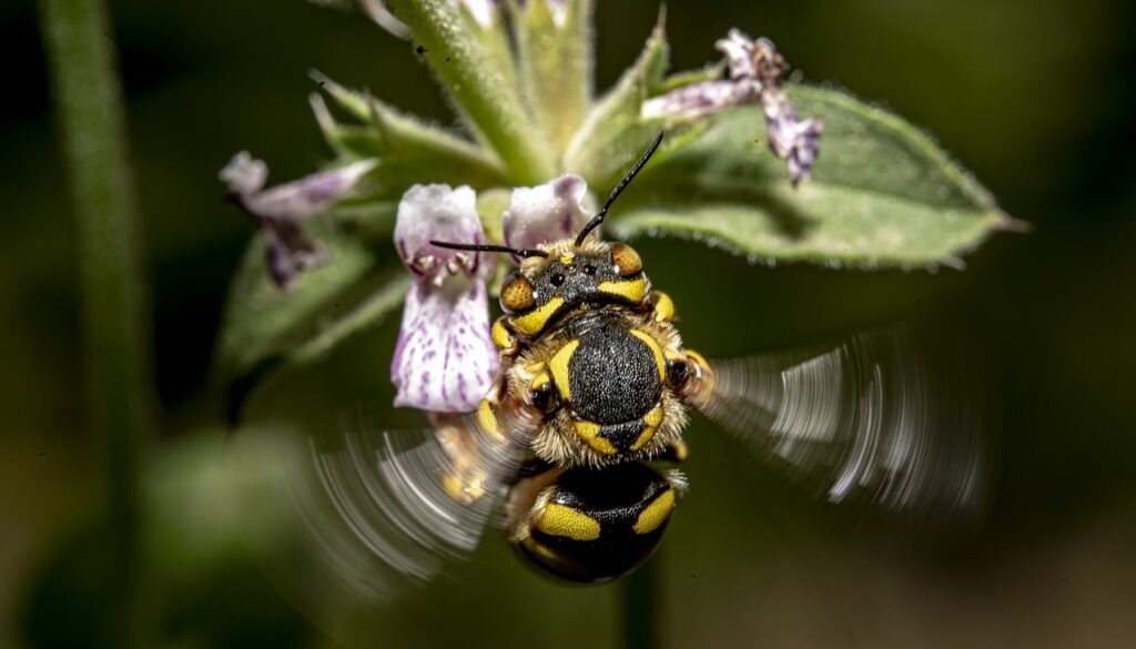 insect bee anthidium florentinum 7258412