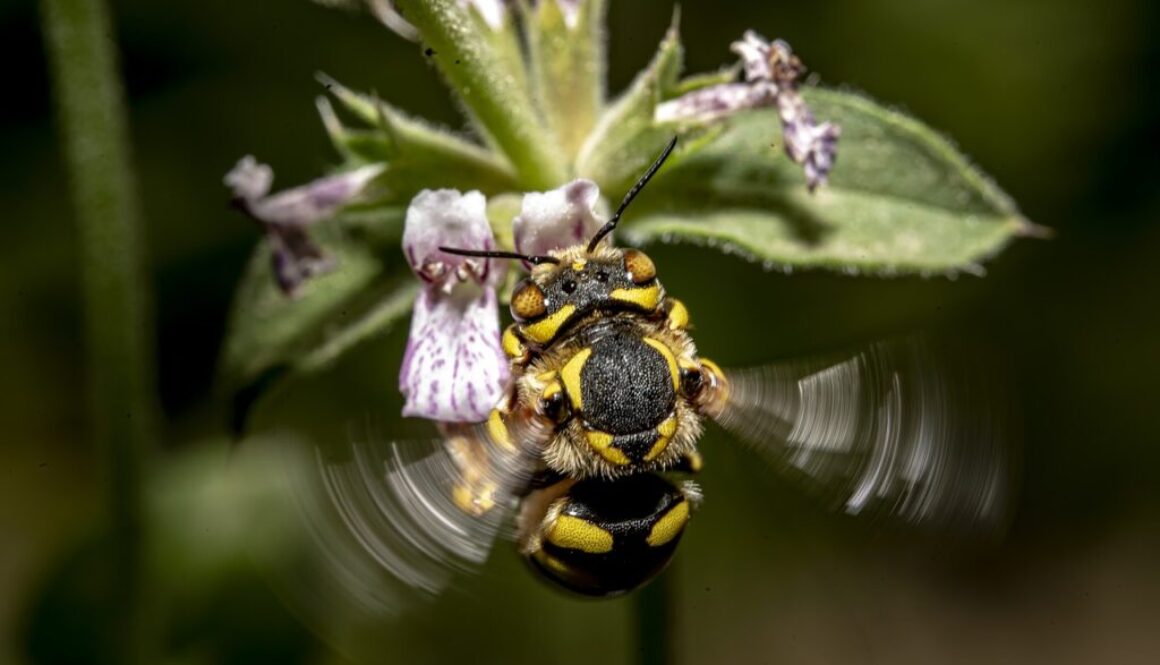 insect bee anthidium florentinum 7258412
