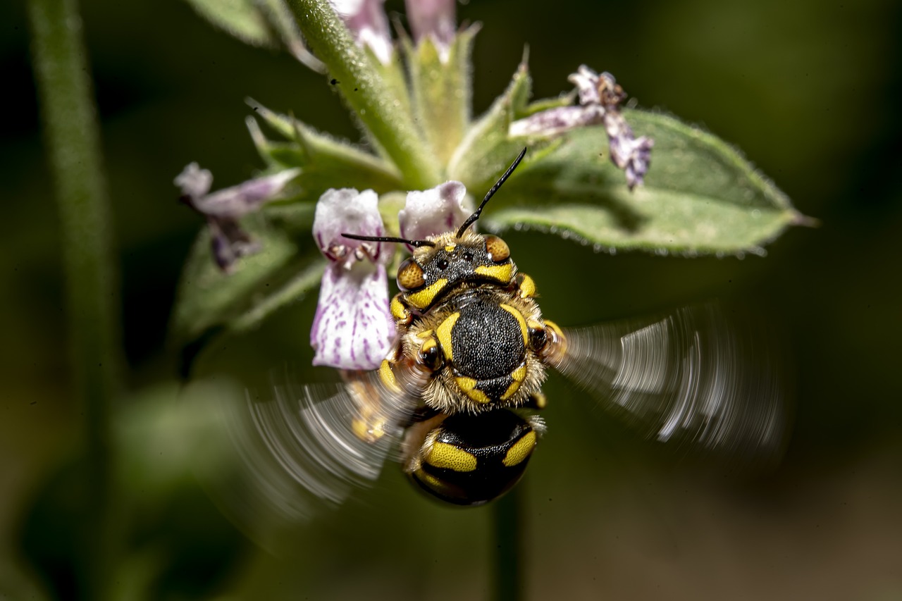 insect bee anthidium florentinum 7258412
