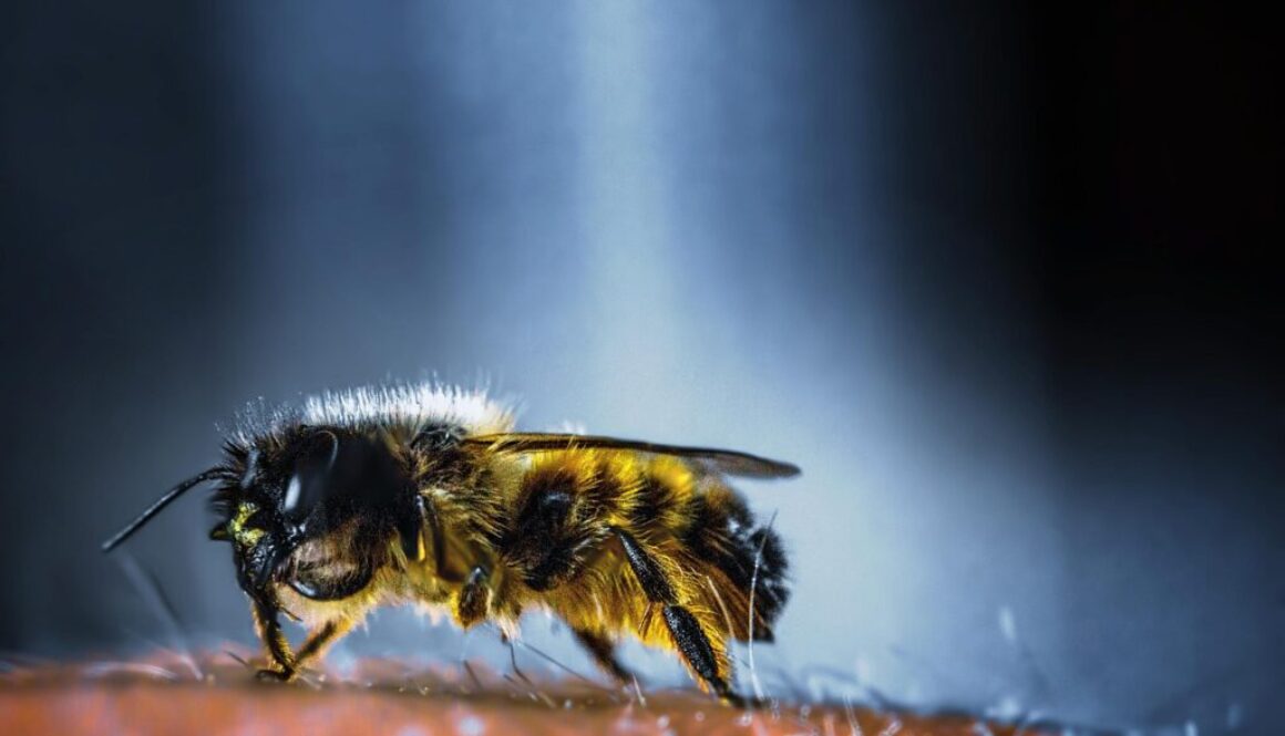 insect bee nature honey wing 3344558