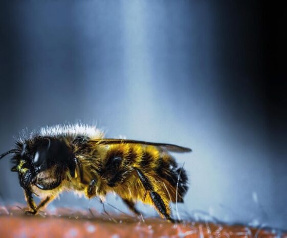 insect bee nature honey wing 3344558 insect bee nature honey wing 3344558