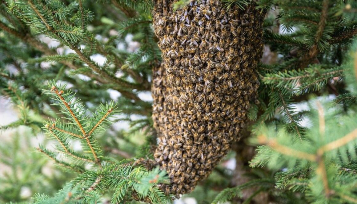 swarm of bees bees insects 7996582