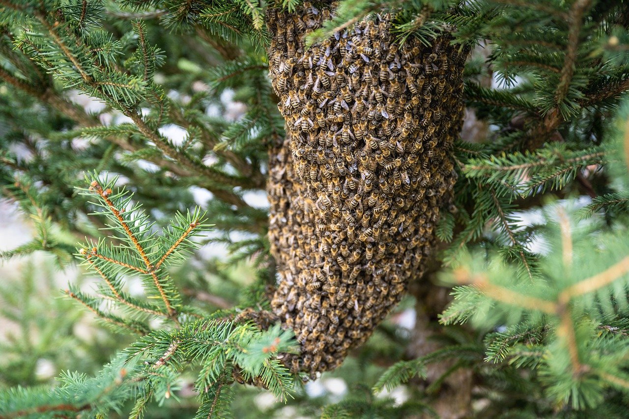 swarm of bees bees insects 7996582