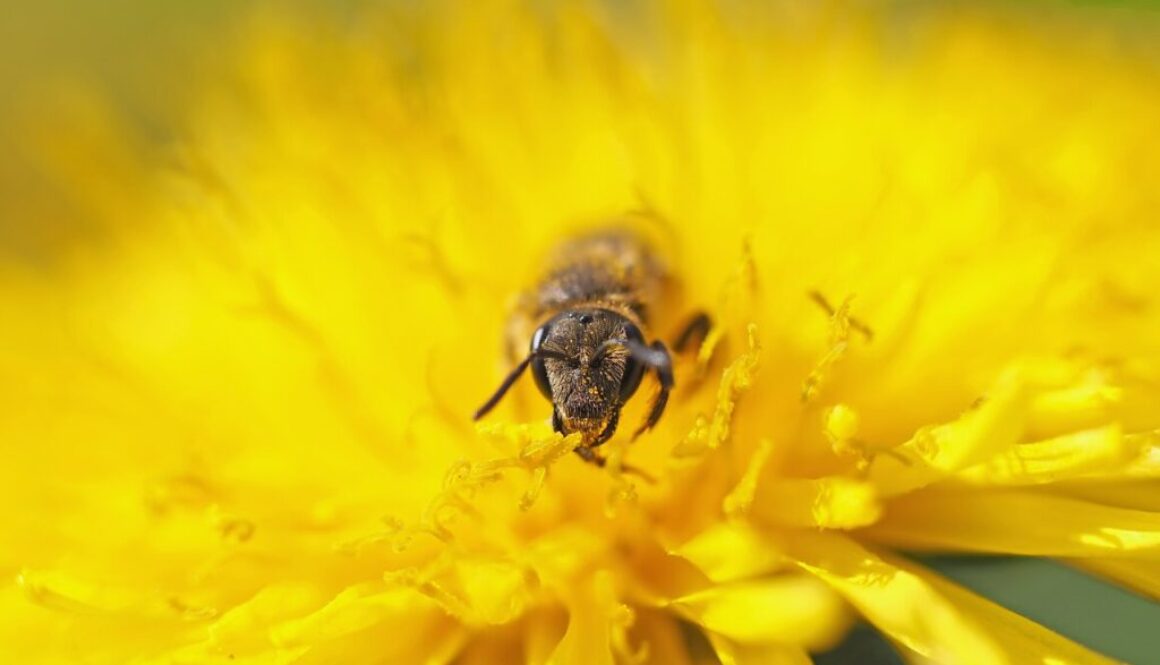 wild bee sandy bee 8 mm dandelion 1353182