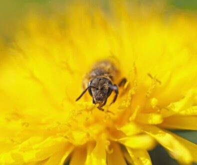 wild bee sandy bee 8 mm dandelion 1353182