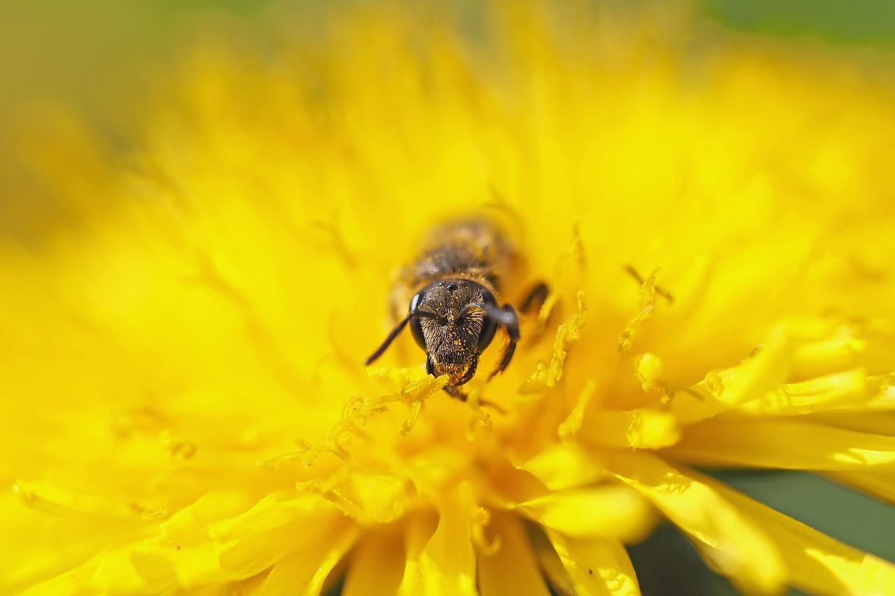 wild bee sandy bee 8 mm dandelion 1353182