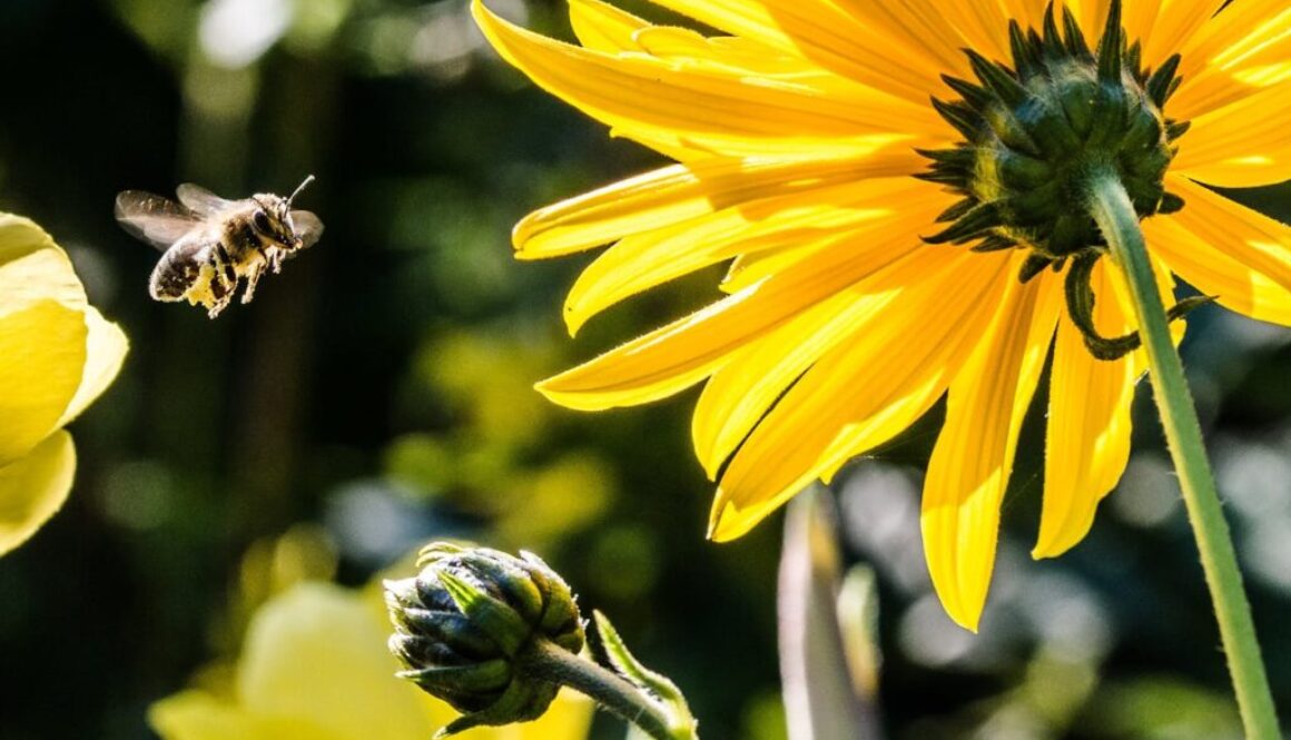 Kluczowa rola pszczół w środowisku naturalnym