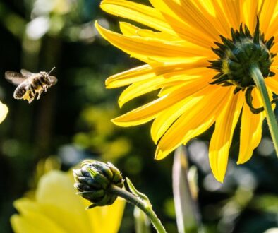 Kluczowa rola pszczół w środowisku naturalnym