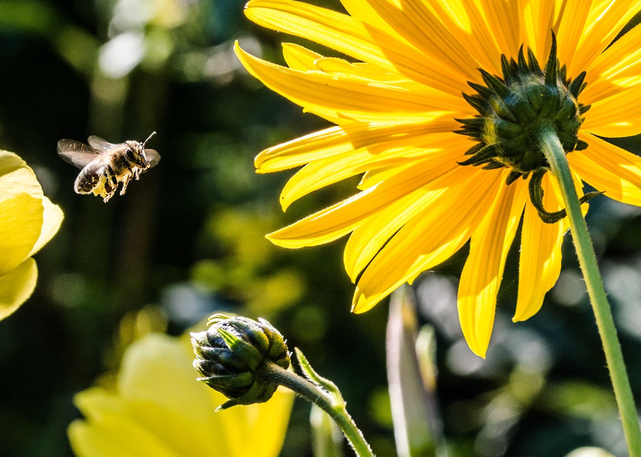 Kluczowa rola pszczół w środowisku naturalnym