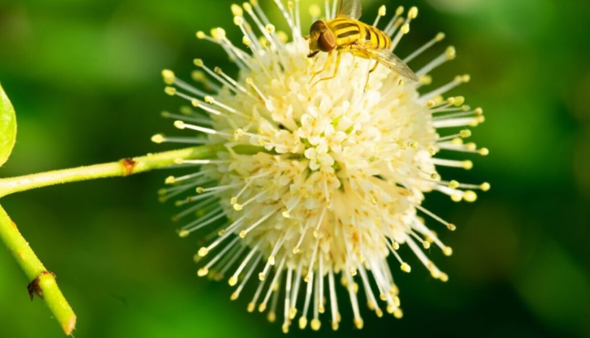 Fascynujący świat pszczelich rodzin - rola poszczególnych kast