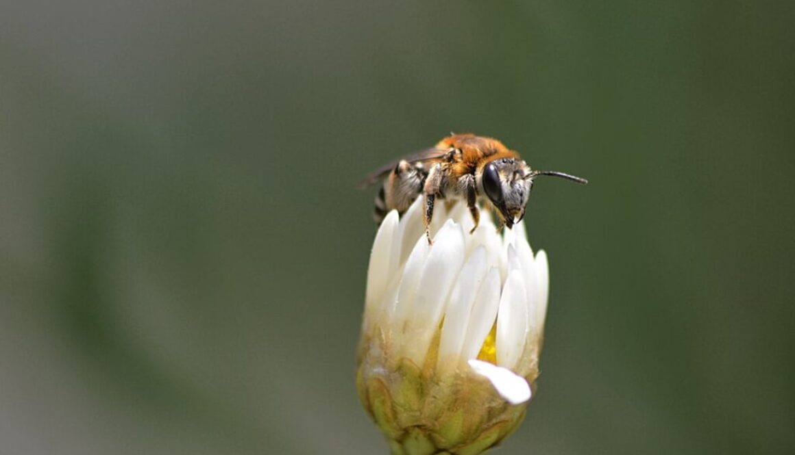 Dlaczego pszczoły giną - przyczyny i skutki masowego wymierania