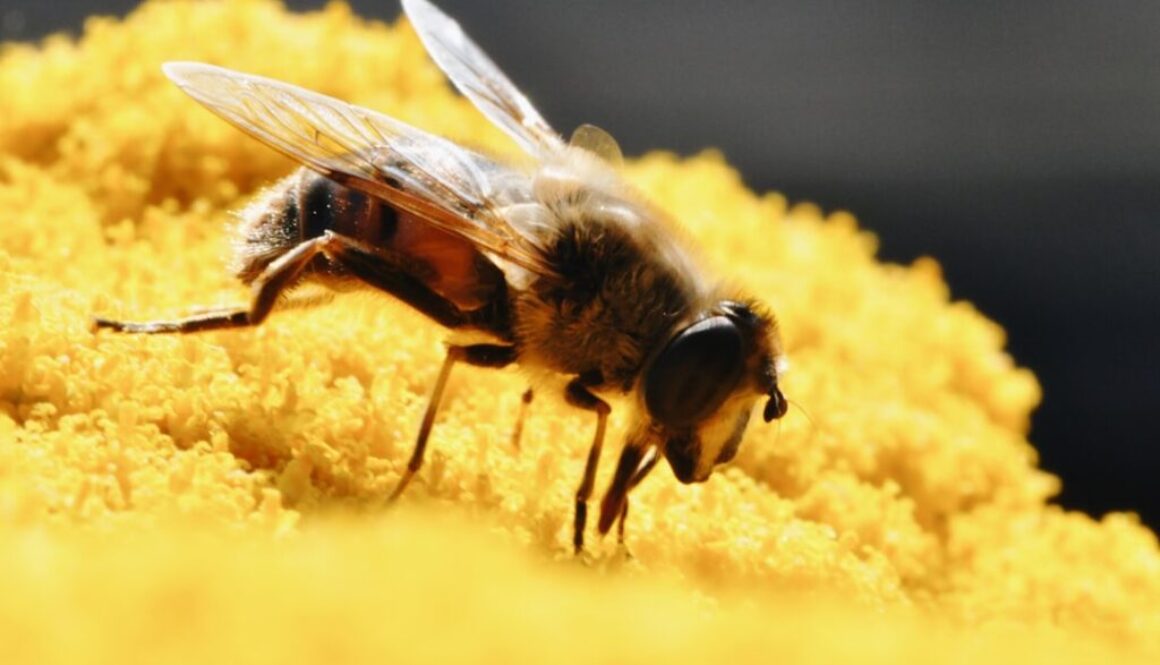 Jakie choroby zagrażają pszczołom - poznaj objawy i zapobieganie