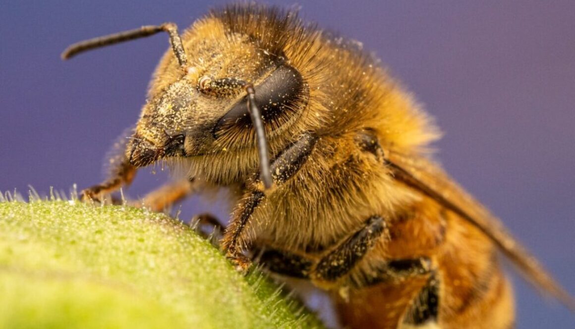 Jak zidentyfikować chorobę pszczół - najczęstsze objawy w pasiece