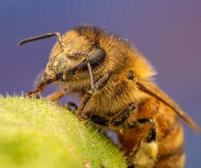 Jak zidentyfikować chorobę pszczół - najczęstsze objawy w pasiece