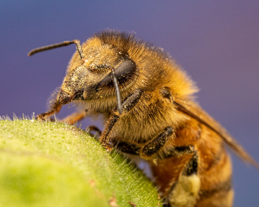 Jak zidentyfikować chorobę pszczół - najczęstsze objawy w pasiece