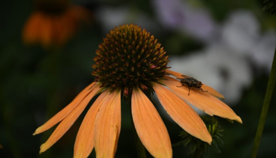 Jakie rośliny miododajne wybrać - najlepsze kwiaty dla pszczół