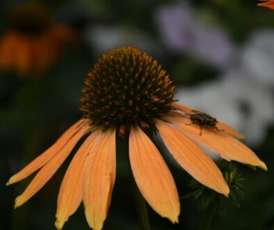 Jakie rośliny miododajne wybrać - najlepsze kwiaty dla pszczół