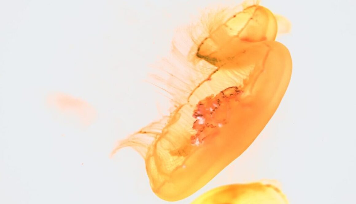 Ochrona pszczół przed szkodnikami - jak rozpoznać i walczyć z pasożytami