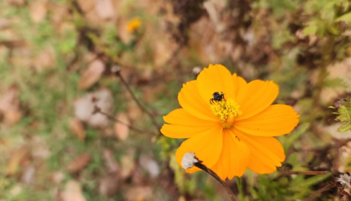 Jak pszczoły rozpoznają kwiaty - wzrok i węch w służbie zapylania