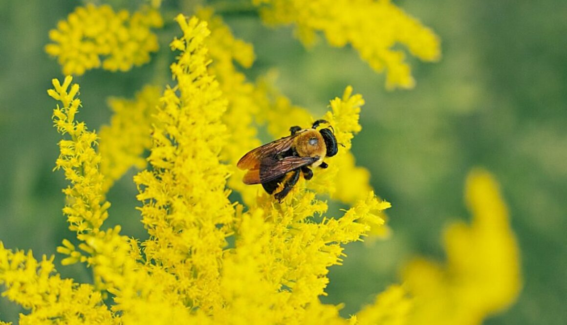 Czy pszczoły odróżniają kolory - zmysły wzroku i ich znaczenie
