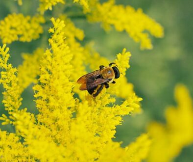 Czy pszczoły odróżniają kolory - zmysły wzroku i ich znaczenie