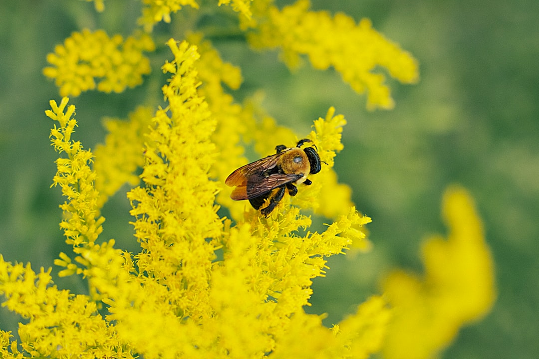 Czy pszczoły odróżniają kolory - zmysły wzroku i ich znaczenie