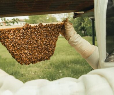 Mądre sposoby na budowę ula - jak zbudować dom dla pszczół