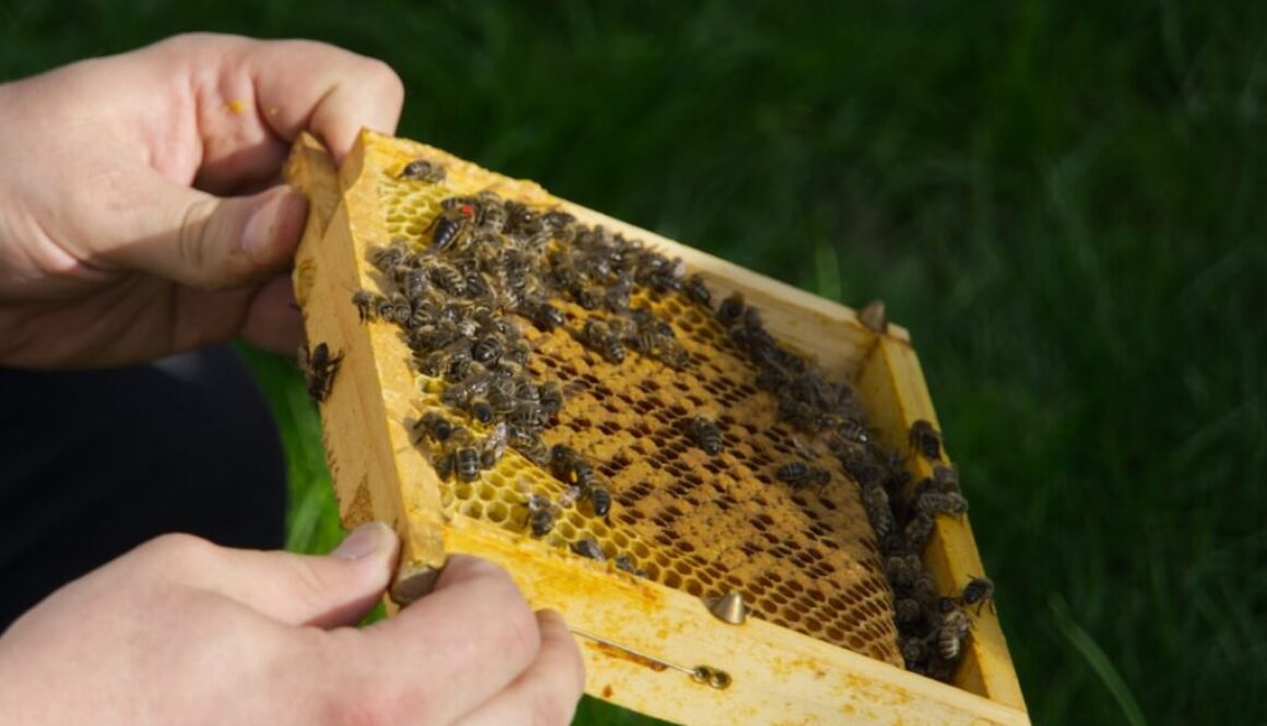 Najczęstsze choroby pszczół miodnych - zgnilec, warroza i ich zwalczanie