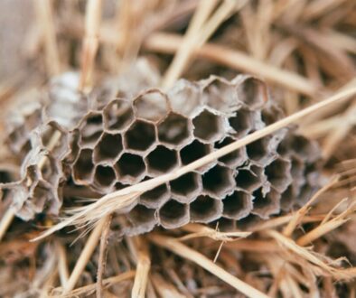 Jak pszczoły regulują temperaturę w ulu - mądra termoregulacja