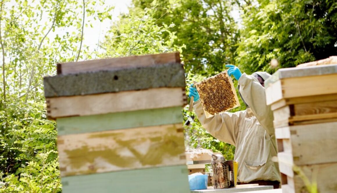 Jak zapobiegać chorobom pszczół - skuteczne metody prewencji w pasiece