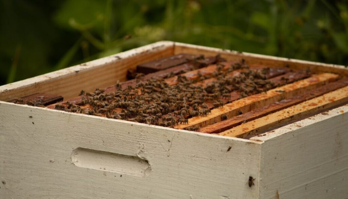 Historia pszczelarstwa - od prehistorii po współczesne metody