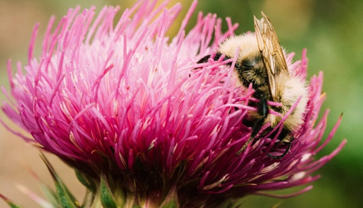 Jak pszczoły pomagają środowisku - ich rola w ekosystemie