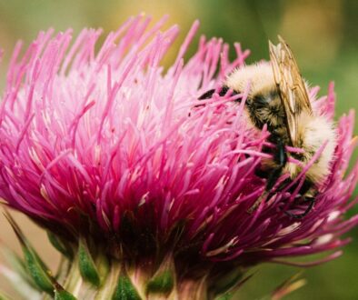 Jak pszczoły pomagają środowisku - ich rola w ekosystemie